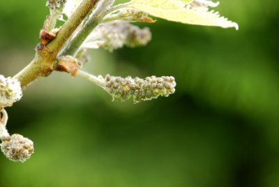 Broussonetia papyrifera - papírovník čínský - pupeny